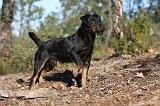 JAGDTERRIER ALLEMAND 048
